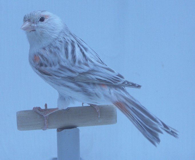 Les agate topaze prsentent un dessin stri discontinu de tonalit gris anthracite le plus fonc possible. Ce dessin stri sera fin et prsent sur le dos et les flancs. Le dessin de tte sera celui de l'agate classique correspondant. Le fond de l'oiseau est sans brun donc laisse bien apparatre le pigment lipochromique ou prend une teinte gris blanc chez le mosaque et le fond blanc. La bordure des rmiges laissera nettement voir cette puret du fond de l'oiseau: ourlet. Le bec, les pattes et les ongles sont clairs. Les yeux sont noirs.